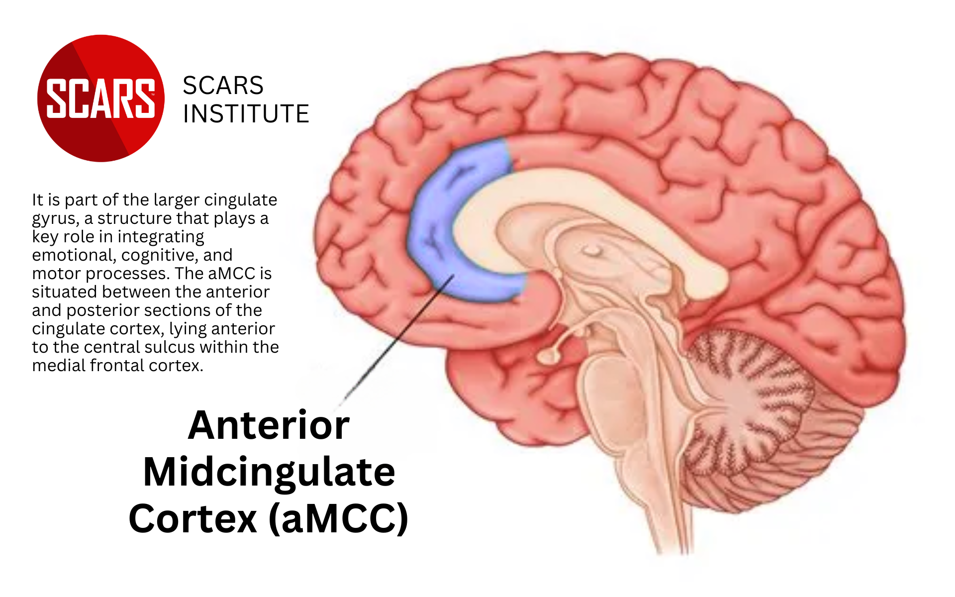 Anterior Midcingulate Cortex